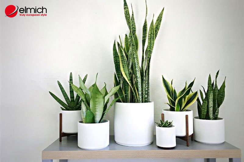 Hình 1: Cây vĩ hổ hay lưỡi hổ mang nhiều ý nghĩa phong thủy tốt đẹp Hình 1: Cây vĩ hổ hay lưỡi hổ mang nhiều ý nghĩa phong thủy tốt đẹp