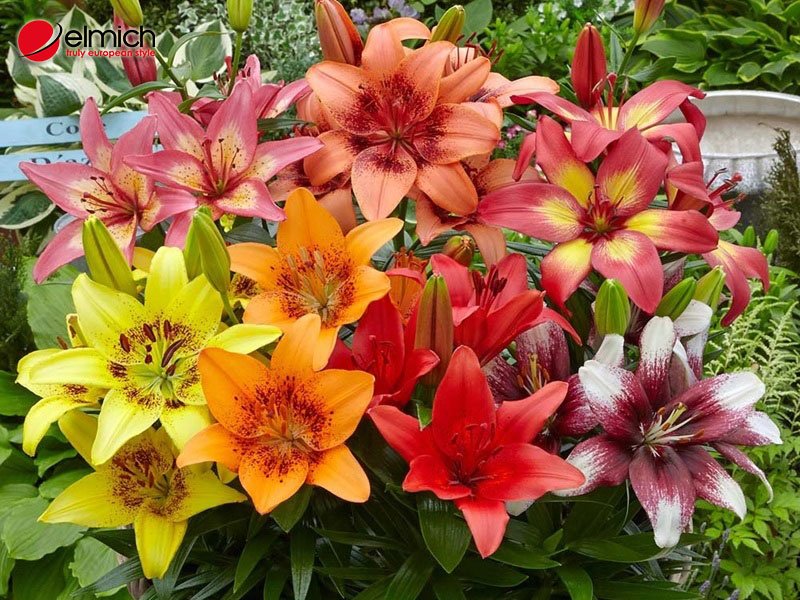 Hình 1: Hoa ly đẹp quý phái và đặc trưng bởi mùi thơm ngào ngạt Hình 1: Hoa ly đẹp quý phái và đặc trưng bởi mùi thơm ngào ngạt
