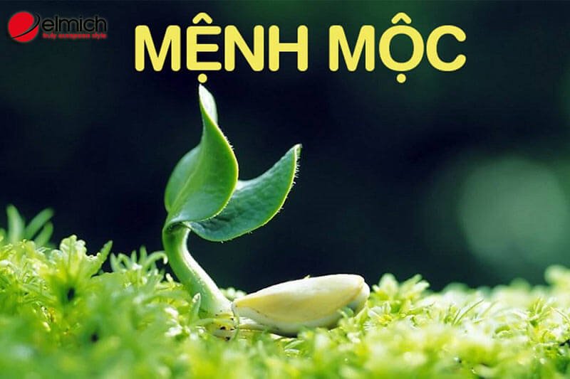 Hình 1: Tìm hiểu về mệnh Mộc Hình 1: Tìm hiểu về mệnh Mộc