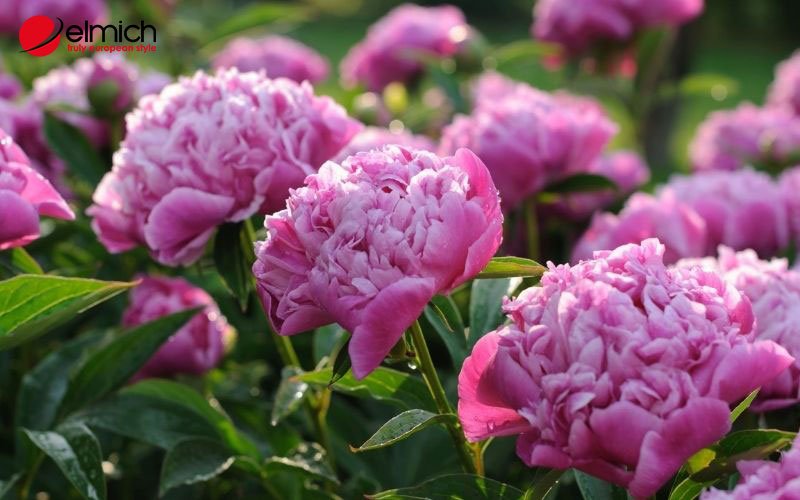 Hình 1: Hoa mẫu đơn là nữ hoàng của các loại hoa Hình 1: Hoa mẫu đơn là nữ hoàng của các loại hoa