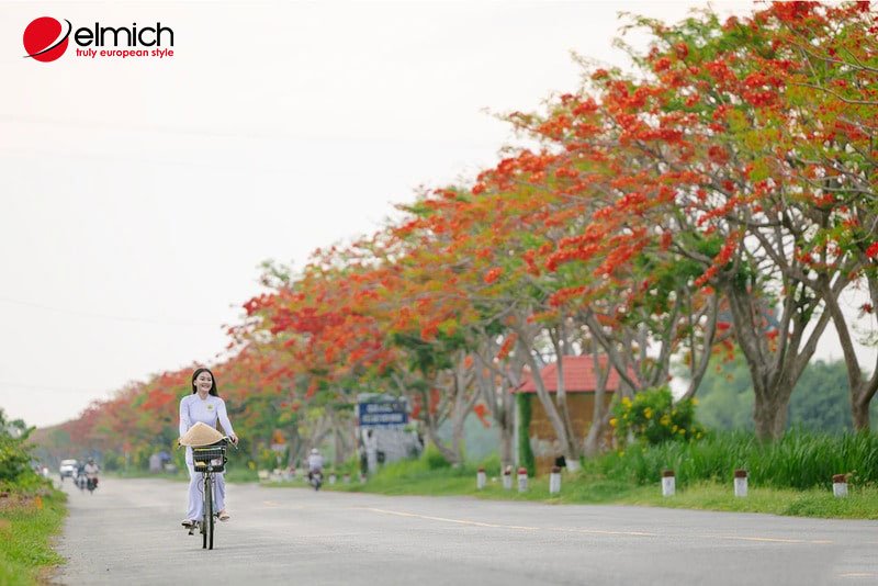 Hình 10: Hoa phượng - Biểu tượng của nhiệt huyết, thanh xuân