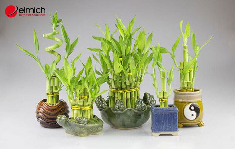 Hình 13: Cây phát lộc mang đến may mắn và tài lộc nên người mệnh Mộc 