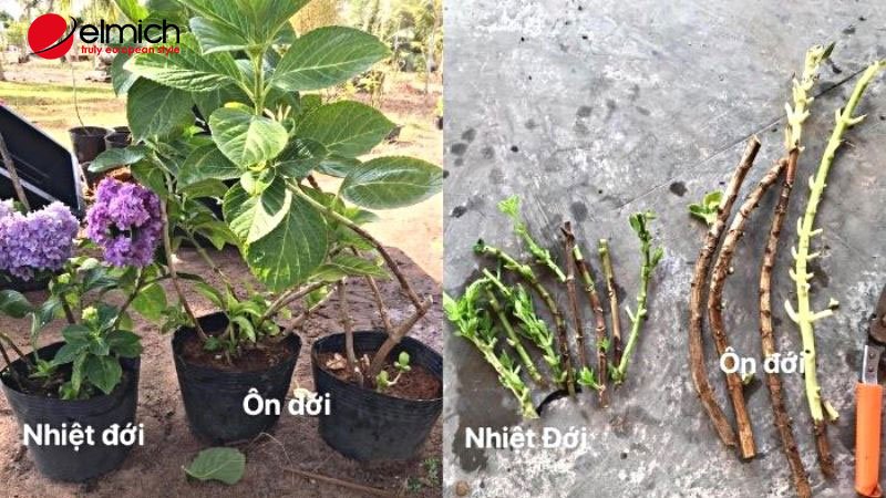 Hình 2: Đặc điểm của cây cẩm tú cầu ôn đới khác với nhiệt đới Hình 2: Đặc điểm của cây cẩm tú cầu ôn đới khác với nhiệt đới