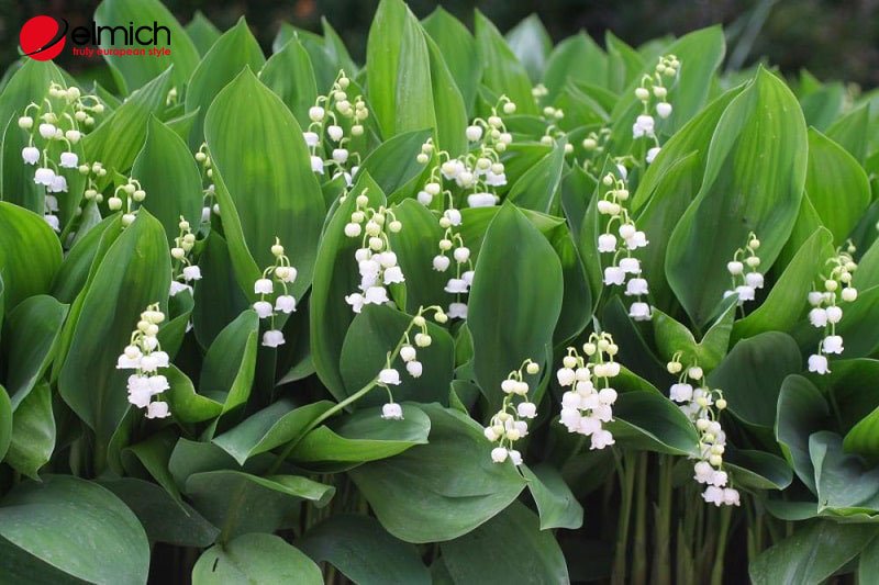 Hình 2: Chúng có 4 loại khác nhau Hình 2: Chúng có 4 loại khác nhau