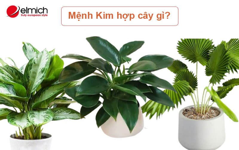 Hình 2: Mệnh Kim hợp cây gì? Hình 2: Mệnh Kim hợp cây gì?