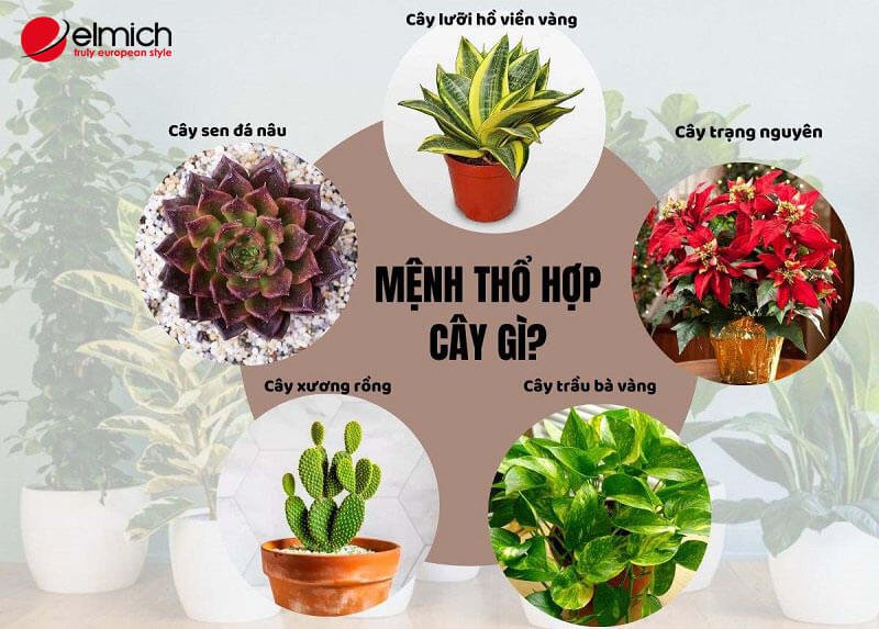 Hình 2: Người mệnh Thổ hợp cây gì? Hình 2: Người mệnh Thổ hợp cây gì?
