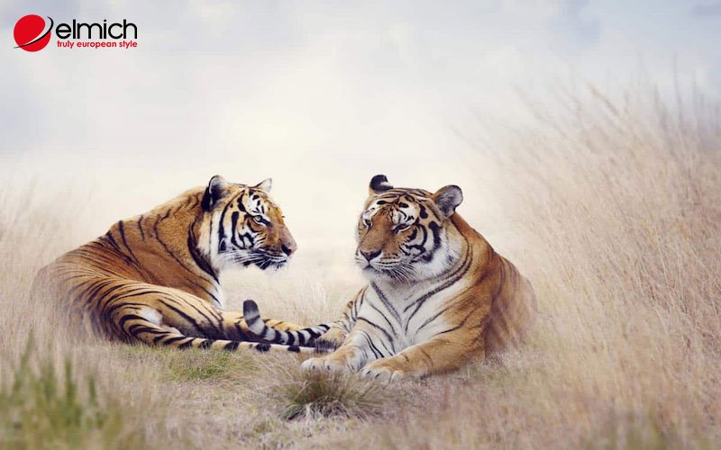 Hình 3: Tuổi Giáp Dần nên chọn màu gì để may mắn? Hình 3: Tuổi Giáp Dần nên chọn màu gì để may mắn?