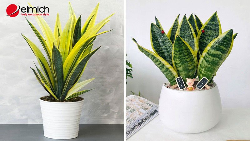 Hình 3: Mệnh Hỏa xung khắc với màu vàng của cây vĩ hổ Hình 3: Mệnh Hỏa xung khắc với màu vàng của cây vĩ hổ