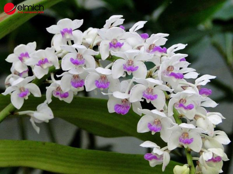 Hình 3: Hoa lan - Vẻ đẹp quý phái, sang trọng