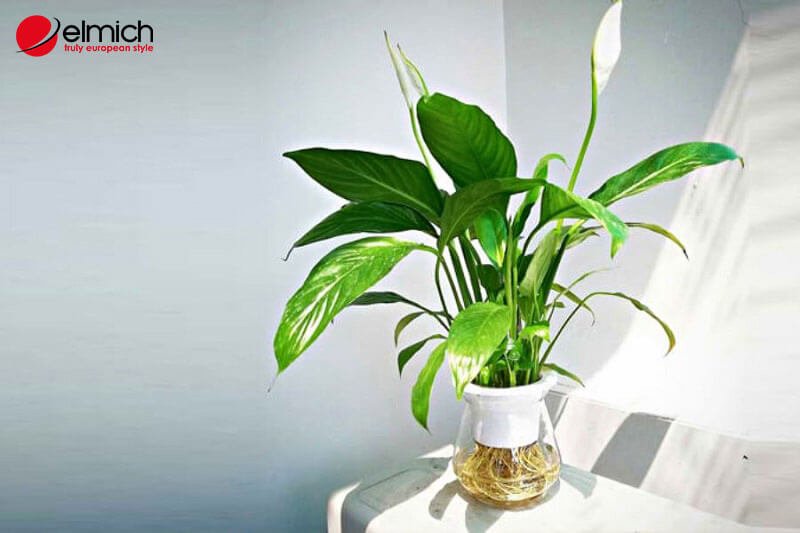 Hình 3: Người mệnh Kim hợp nhất cây Lan Ý Hình 3: Người mệnh Kim hợp nhất cây Lan Ý