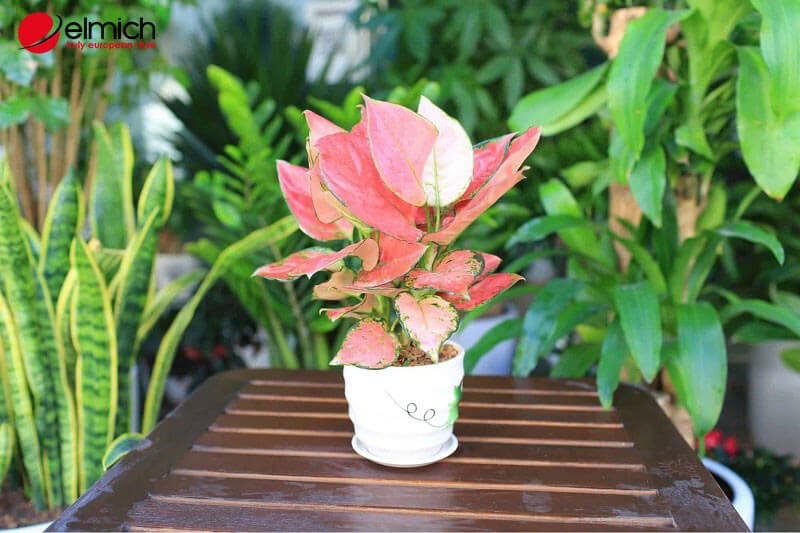 Hình 3: Người mệnh Thổ hợp nhất cây Vạn Lộc Hình 3: Người mệnh Thổ hợp nhất cây Vạn Lộc