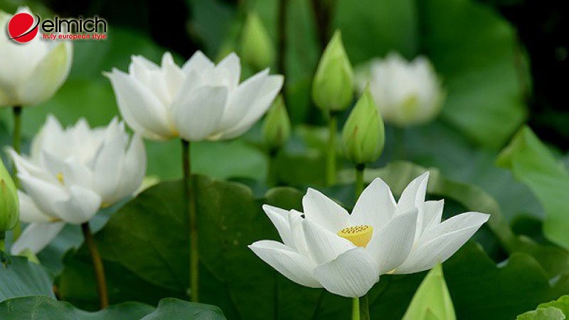 Hình 4: Sen trắng là biểu tượng của sự thuần khiết