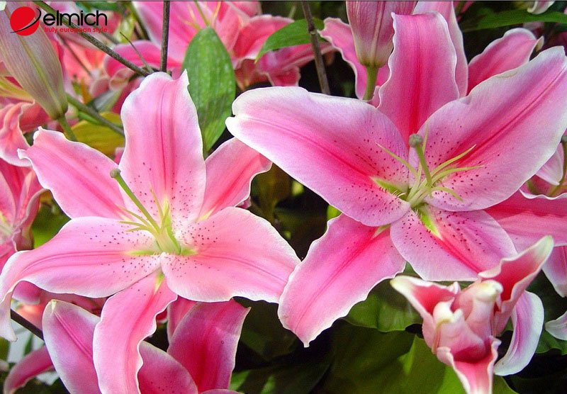 Hình 4: Ly hồng tượng trưng cho tình yêu đẹp, ngọt ngào và lãng mạn Hình 4: Ly hồng tượng trưng cho tình yêu đẹp, ngọt ngào và lãng mạn