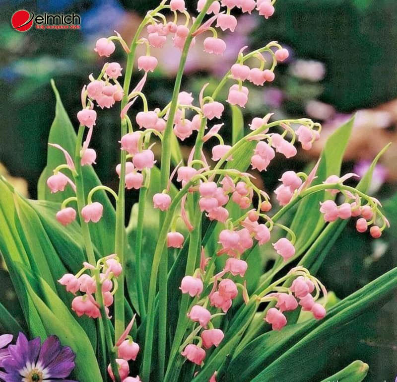 Hình 4: Hoa linh lan hồng nhẹ nhàng, quyến rũ Hình 4: Hoa linh lan hồng nhẹ nhàng, quyến rũ