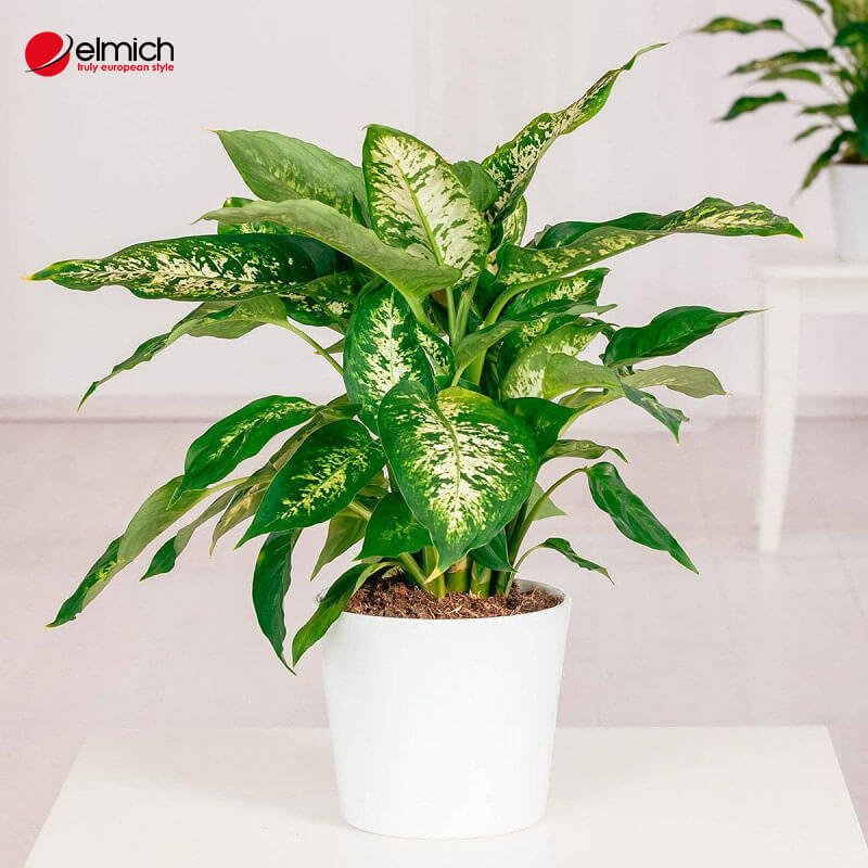 Hình 4: Cây Ngọc Ngân - Lựa chọn tốt nhất cho người mệnh Kim Hình 4: Cây Ngọc Ngân - Lựa chọn tốt nhất cho người mệnh Kim