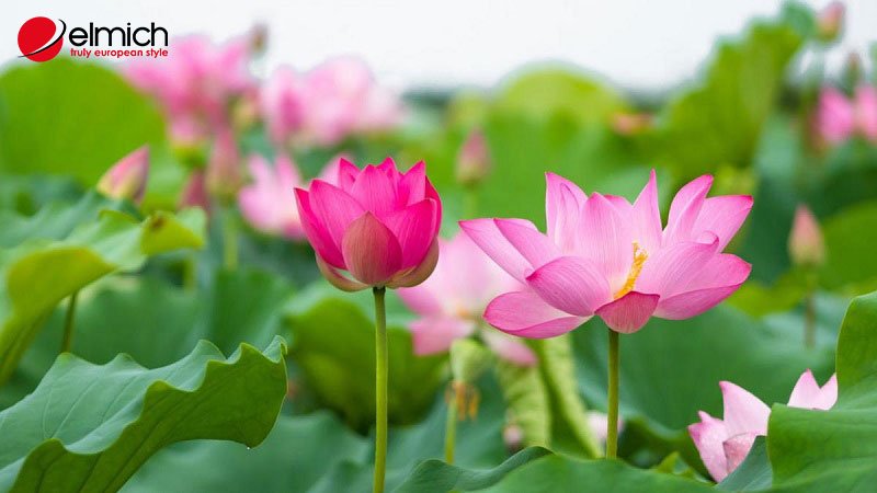 Hình 5: Sen hồng là giống hoa có nguồn gốc lâu đời