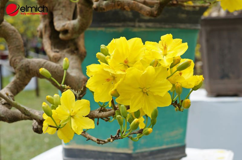 Hình 5: Hoa mai - Biểu tượng của giàu sang, phú quý