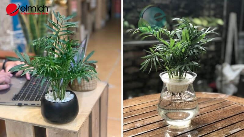 Hình 5: Cau tiểu trâm tiếp tục là cây phong thủy hợp mệnh Mộc, giúp người mệnh Mộc khắc chế được tính nóng nảy 
