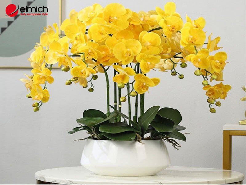 Hình 5: Người mệnh Thổ nên trồng cây Lan Hồ Điệp Vàng Hình 5: Người mệnh Thổ nên trồng cây Lan Hồ Điệp Vàng