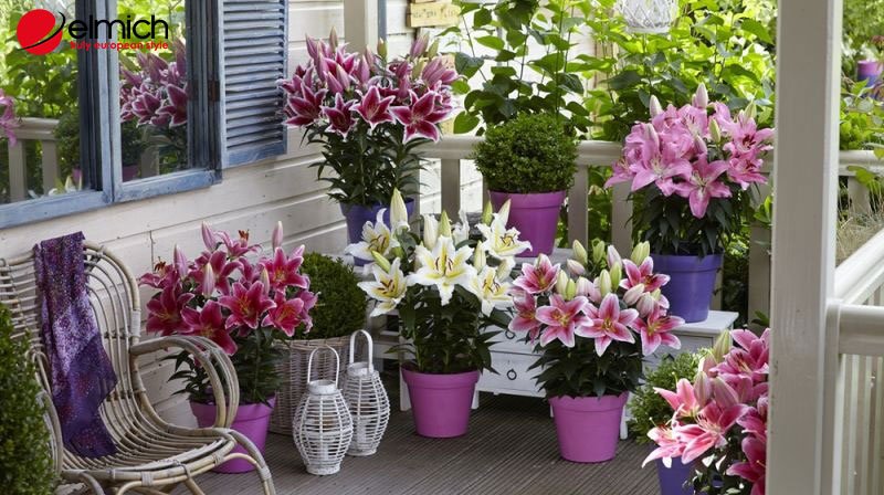 Hình 6: Trồng một chậu hoa Lily chơi tết để mang lại may mắn, bình an Hình 6: Trồng một chậu hoa Lily chơi tết để mang lại may mắn, bình an