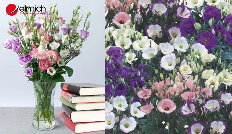 Hình 6: Cát tường là một loài hoa đẹp và rất được ưa chuộng tại Việt Nam