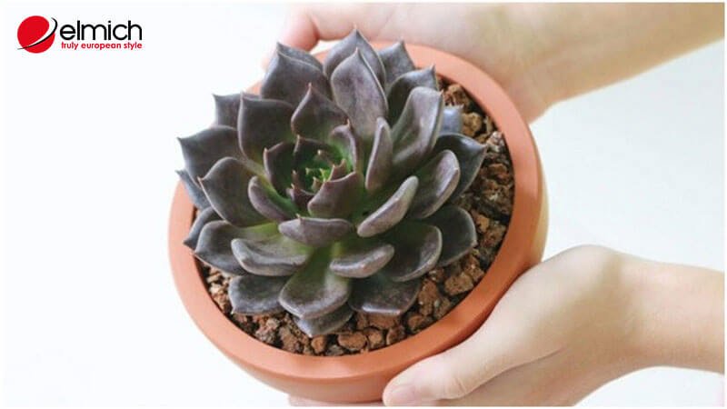 Hình 6: Người mang mệnh Kim nên trồng cây Sen Đá Nâu Hình 6: Người mang mệnh Kim nên trồng cây Sen Đá Nâu
