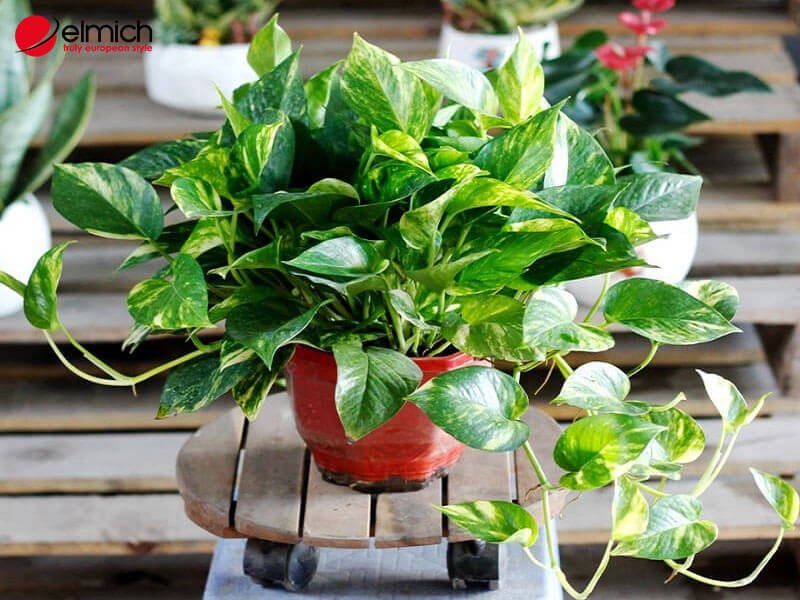 Hình 6: Người mang hành Thổ không nên trồng cây Vạn Niên Thanh Hình 6: Người mang hành Thổ không nên trồng cây Vạn Niên Thanh