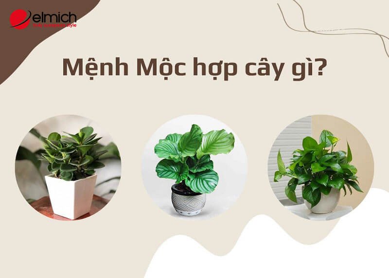 Hình 7: Chọn cây hợp phong thủy tăng vận khí, may mắn Hình 7: Chọn cây hợp phong thủy tăng vận khí, may mắn