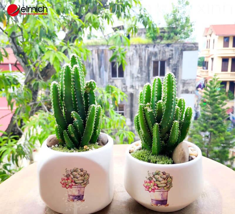 Hình 7: Người mệnh Kim kỵ trồng cây Xương Rồng Hình 7: Người mệnh Kim kỵ trồng cây Xương Rồng