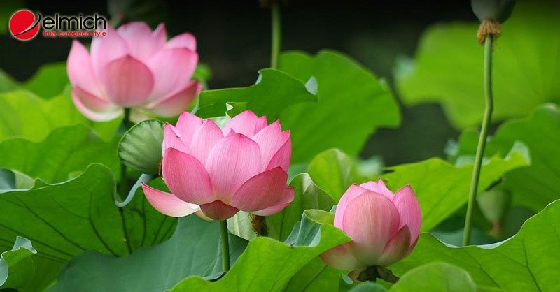 Hình 8: Hoa sen mang ý nghĩa đặc biệt đối với nhiều quốc gia