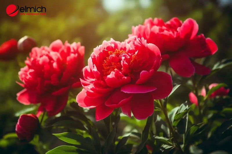 Hình 8: Loại hoa này rất hợp người mệnh Hoả Hình 8: Loại hoa này rất hợp người mệnh Hoả