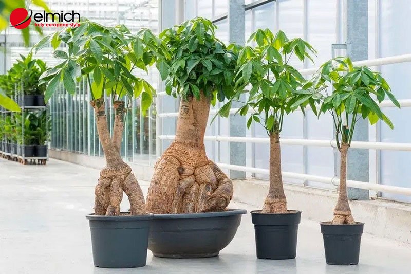 Hình 1: Cây Kim Ngân là loài cây gắn liền với phong thủy Hình 1: Cây Kim Ngân là loài cây gắn liền với phong thủy