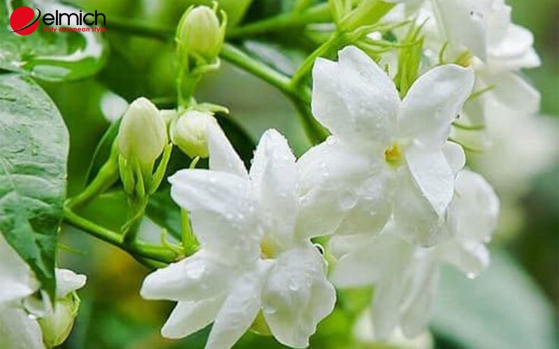 Hình 1: Hoa Nhài với vẻ đẹp thuần khiết, cuốn hút Hình 1: Hoa Nhài với vẻ đẹp thuần khiết, cuốn hút
