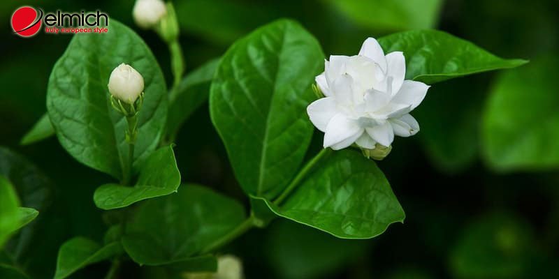 Hình 1: Đặc điểm của hoa nhài Hình 1: Đặc điểm của hoa nhài
