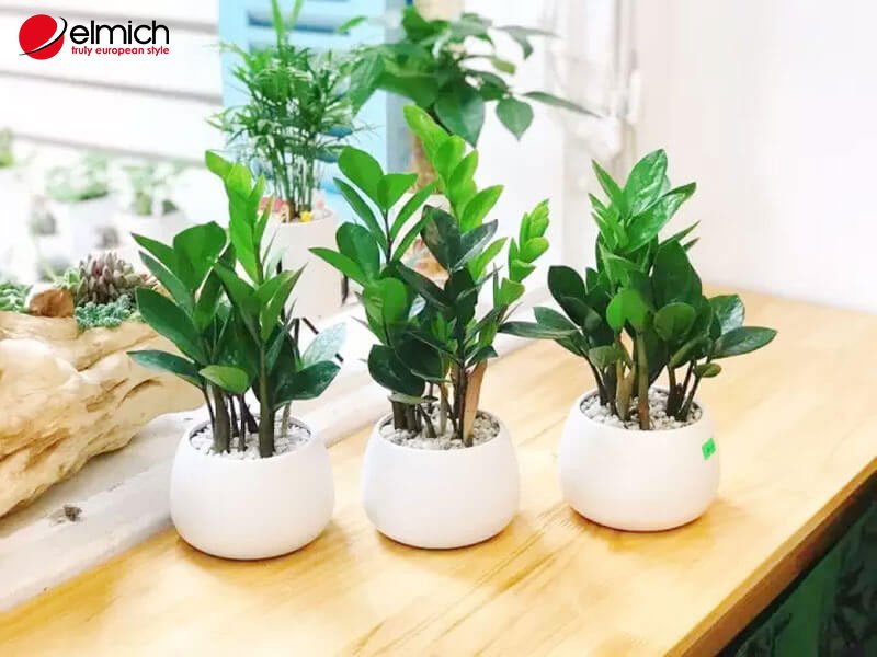 Hình 1: Bạn đã biết những gì về cây kim tiền? Hình 1: Bạn đã biết những gì về cây kim tiền?