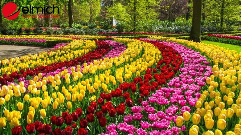 Hình 1: Bật mí đặc điểm và nguồn gốc của hoa tulip Hình 1: Bật mí đặc điểm và nguồn gốc của hoa tulip