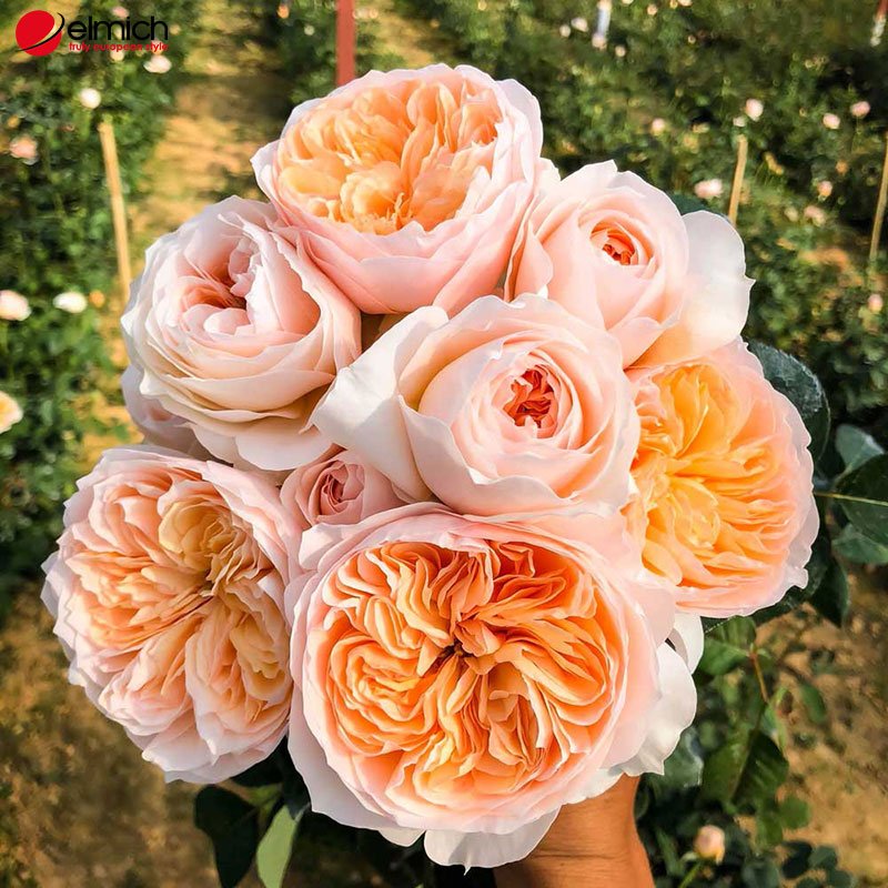 Hình 1: Các cánh hoa Juliet Rose được sắp xếp khá đặc biệt Hình 1: Các cánh hoa Juliet Rose được sắp xếp khá đặc biệt