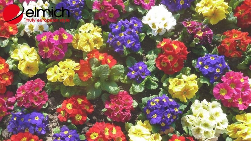 Hình 1: Bật mí nguồn gốc của hoa anh thảo chính xác nhất Hình 1: Bật mí nguồn gốc của hoa anh thảo chính xác nhất