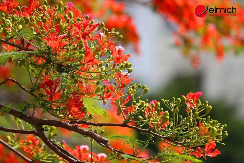 Hình 1: Giới thiệu về hoa phượng vĩ 