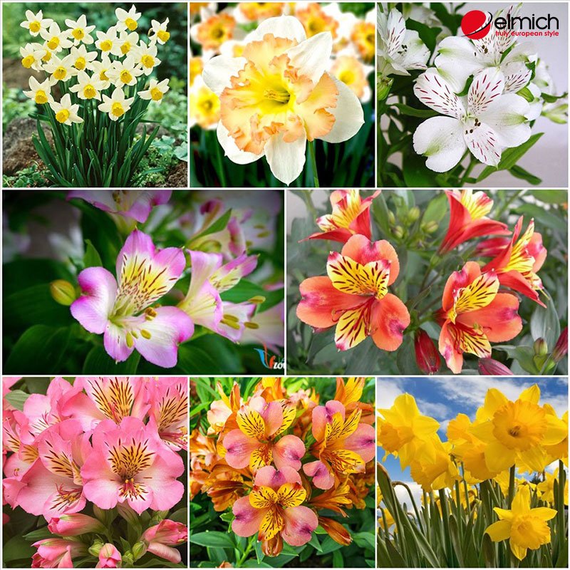 Hình 1: Hoa thuỷ tiên với đa dạng các chủng loại Hình 1: Hoa thuỷ tiên với đa dạng các chủng loại
