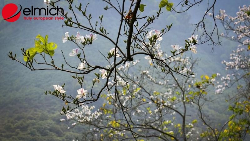 Hình 1: Nguồn gốc của cây hoa ban mà ít ai biết Hình 1: Nguồn gốc của cây hoa ban mà ít ai biết