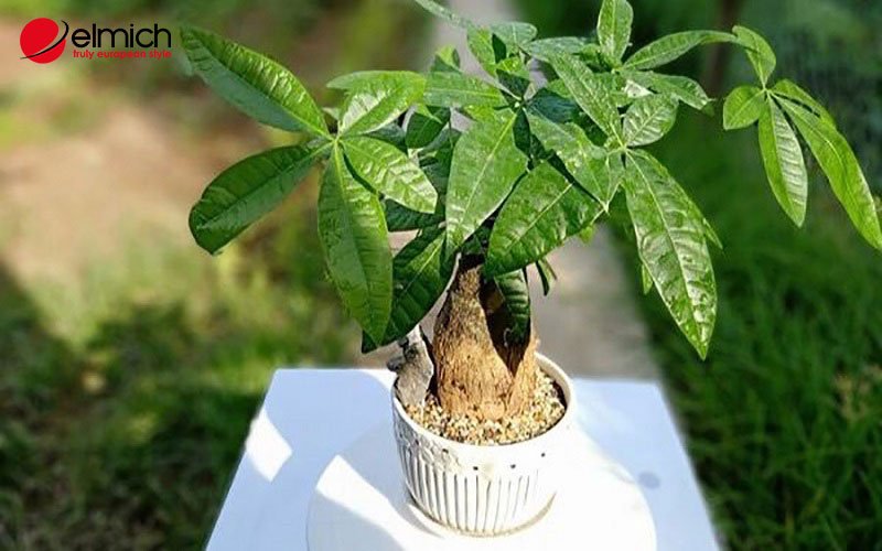 Hình 2: Cây Kim Ngân biểu tượng của sự may mắn, thịnh vượng Hình 2: Cây Kim Ngân biểu tượng của sự may mắn, thịnh vượng