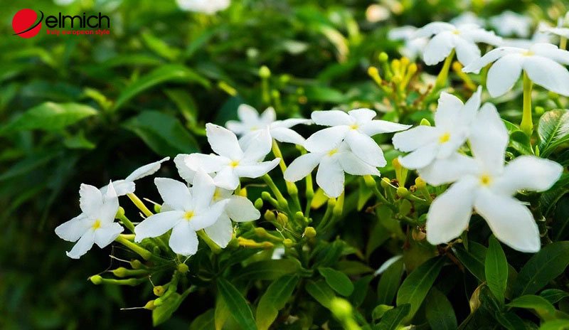 Hình 2: Phân loại cây hoa lài hiện nay Hình 2: Phân loại cây hoa lài hiện nay