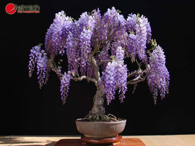 Hình 2: Hoa tử đằng được chia thành nhiều loại khác nhau