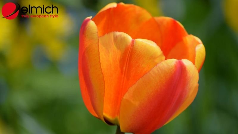 Hình 2: Tulip cam tượng trưng cho hạnh phúc bền chặt Hình 2: Tulip cam tượng trưng cho hạnh phúc bền chặt