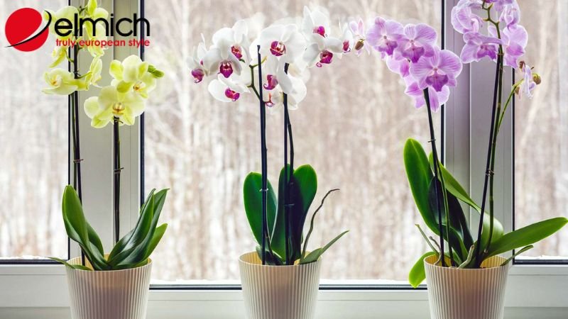 Hình 2: Mách bạn những đặc điểm chính của hoa lan