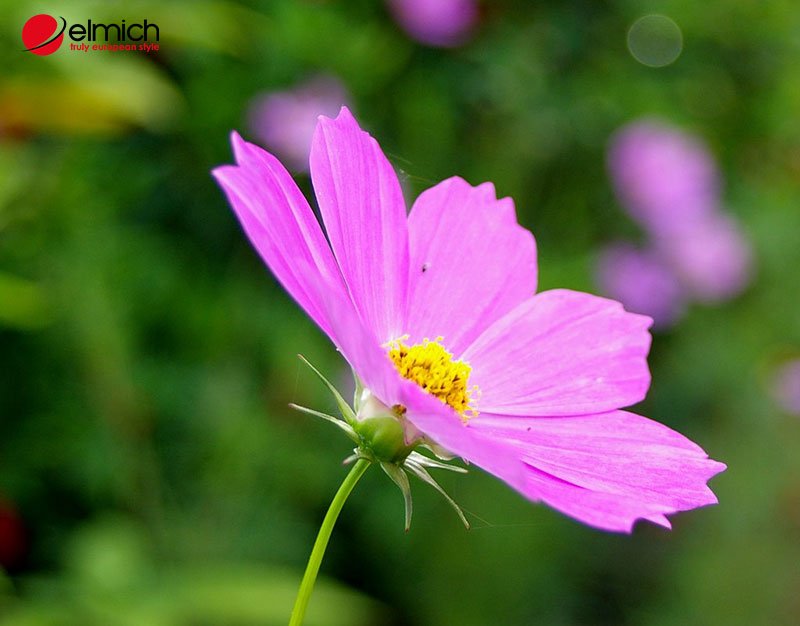 Hình 2: Đặc điểm của hoa cánh bướm khá dễ nhận biết Hình 2: Đặc điểm của hoa cánh bướm khá dễ nhận biết