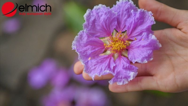 Hình 2: Những đặc điểm chung của cây bằng lăng 