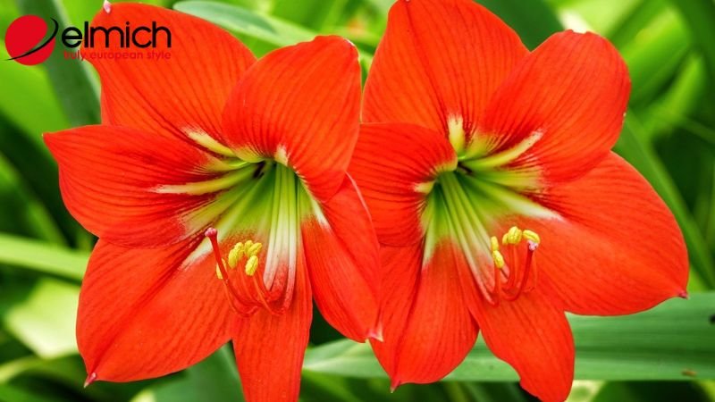 Hình 2: Các đặc điểm dễ nhận biết của hoa loa kèn