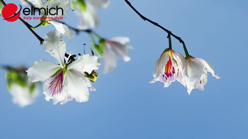 Hình 2: Các đặc điểm dễ nhận biết nhất của cây hoa ban Hình 2: Các đặc điểm dễ nhận biết nhất của cây hoa ban